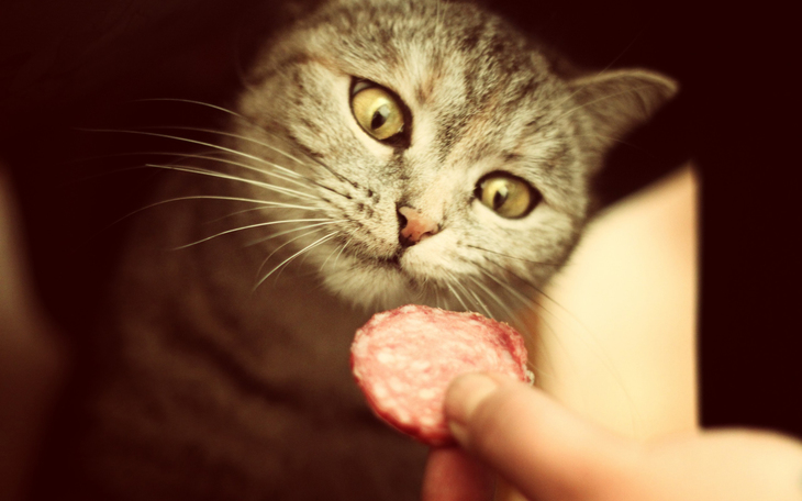 Animals___Cats_Cat_and_tasty_sausage_046936_