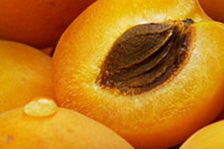 Лучшие рецепты из абрикосов