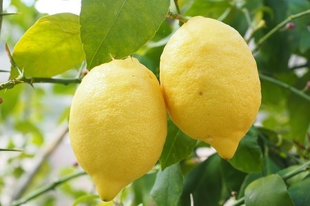 Рецепты десертов из лимона