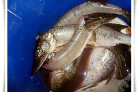 Свежевыловленная речная рыбка,приготовленная на углях: шаг 1