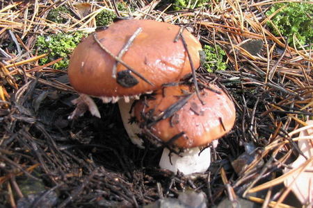 Маринованные грибы.: шаг 7