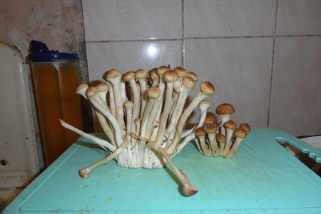 Маринованные грибы: шаг 2