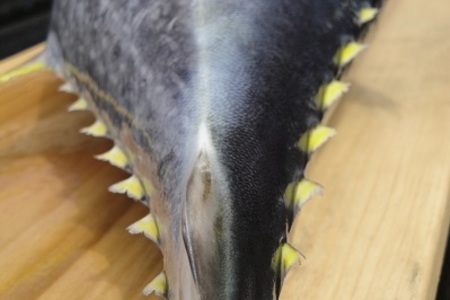 Желто-пёрый тунец на гриле: шаг 1