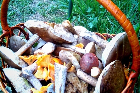Жареная картошечка с лесными грибами: шаг 1