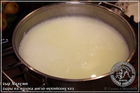 Сыр халуми и анари ... из молока англо-нубийских коз: шаг 21