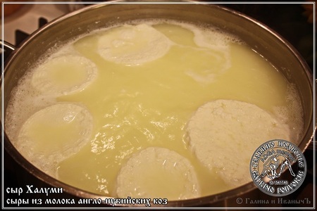 Сыр халуми и анари ... из молока англо-нубийских коз: шаг 24