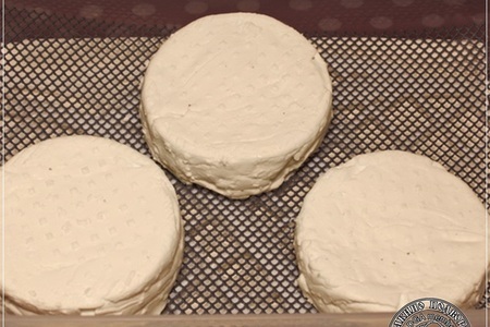 Сыр кроттен … из молока англо-нубийских коз: шаг 13