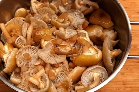 Фото к рецепту: Хрустящие солёные грибы 