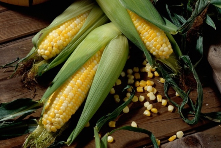 Как правильно варить кукурузу: 5 ценных советов