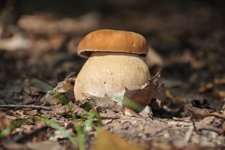 Что вы хотели знать о… грибах