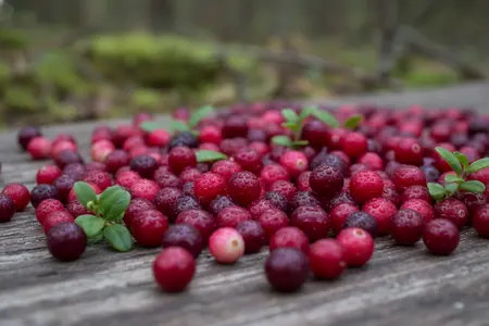 Северный лимон: сезонная ягода клюква