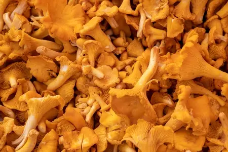 Лисички: все о продукте