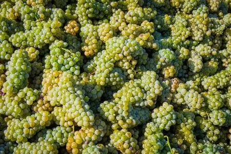 12 лучших блюд с виноградом: простые, быстрые, вкусные рецепты приготовления в домашних условиях 