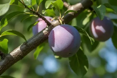Лучшие рецепты: Слива