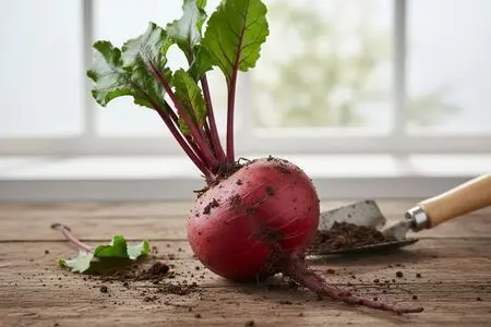 Лучшие рецепты из свеклы