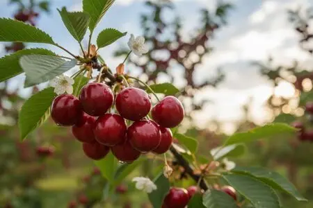 Как быстро и аккуратно убрать косточки из вишни