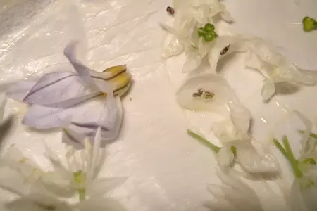 Масло зелёное с букетом: шаг 5