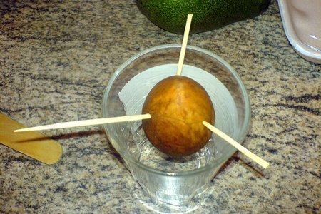 Авокадо. как его съесть и посадить.: шаг 3
