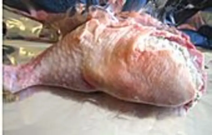 Фаршированные ножки с бобами и свекольно-картофельным пюре.: шаг 4