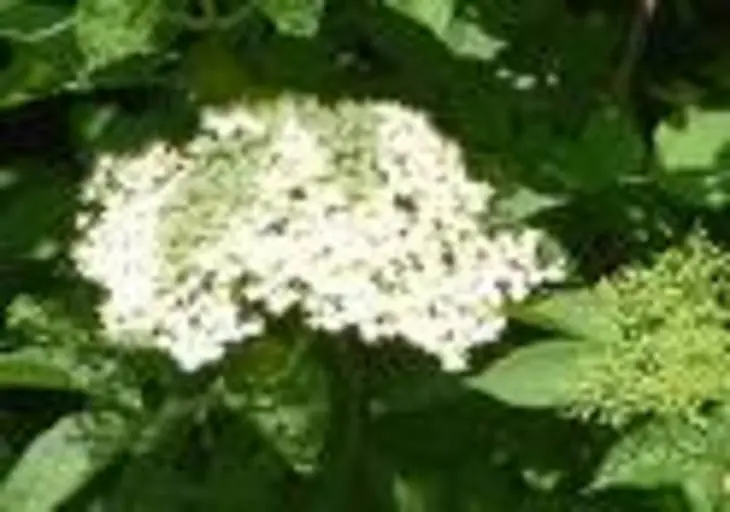 Уксус из цветов бузины.: шаг 3