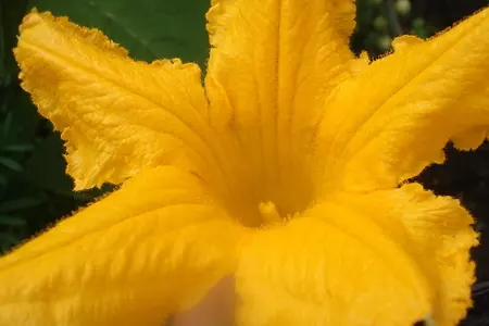 Закуска по-итальянски: цветы цуккини в кляре: шаг 1