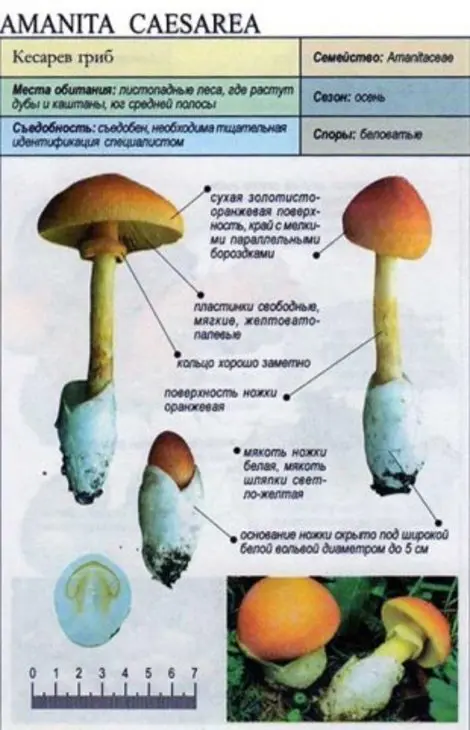 Салат из сырых кесаревых грибов.: шаг 1