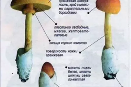 Салат из сырых кесаревых грибов.: шаг 1