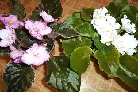Диетические банановые маффины "вкусняшки": шаг 2