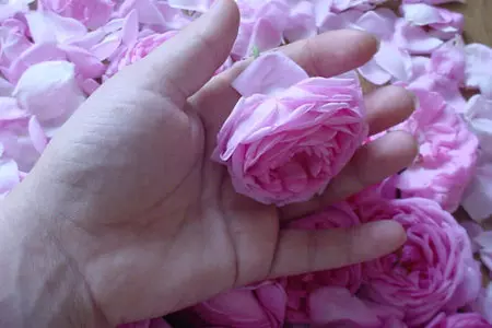 Из розы чайной ешь варенье, и наступит исцеление: шаг 1
