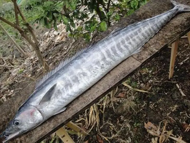 Raw wahoo with lime(рыба в лайме): шаг 1