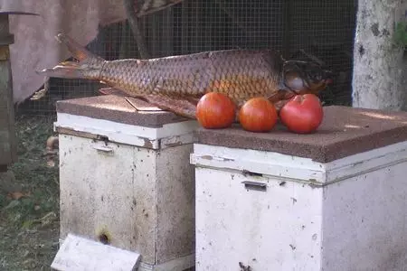 Копчение рыбы холодным способом: шаг 4