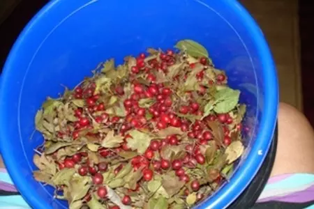 Пастила из боярышника: шаг 1