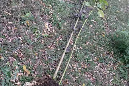 Салат из топинамбура (иерусалимский артишок, булва, волошская репа, sunchoke, topinambour): шаг 1