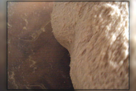 "золотистый тост"! - хлеб тостовый (молочный) со странностями: шаг 4