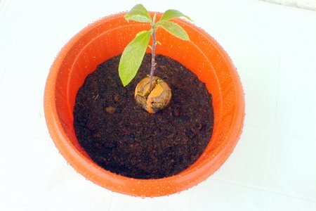 Авокадо. как его съесть и посадить - ii: шаг 8