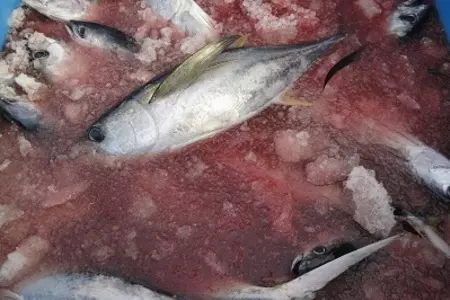Тунец запечённый с овощами: шаг 1