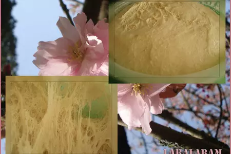 Кулич пасхальный - заварной! с фисташковой глазурью! (дуэльный рецепт): шаг 8