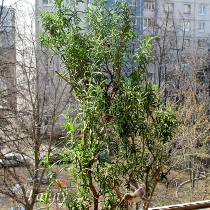 Баранина, запеченная с сухофруктами: шаг 1
