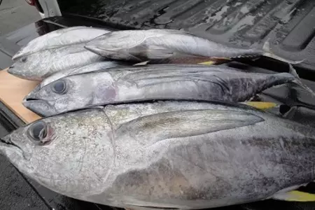 Сырой тунец в гавайском стиле № 1: шаг 1