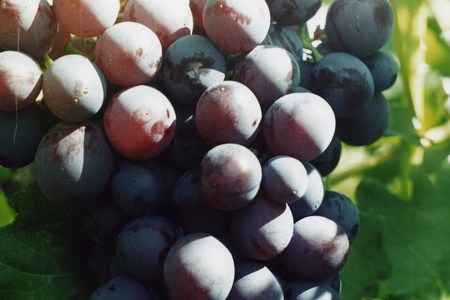 Бочковой виноград: шаг 3