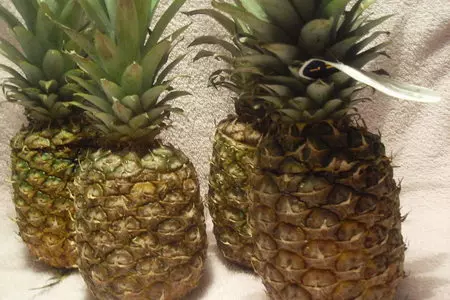 Коктейль pina colada: шаг 1