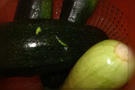 Борьба с кабачками. кабачки "хиляем по бродвею": шаг 1