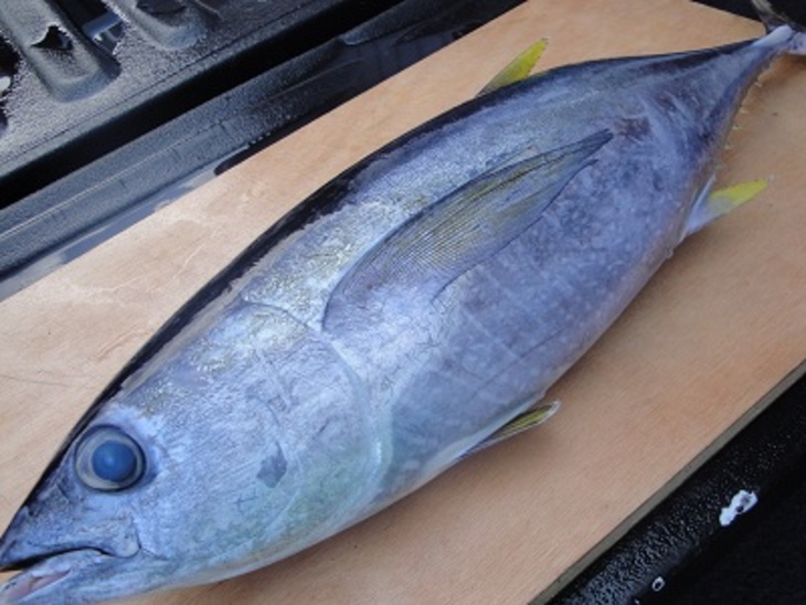 Свежий тунец с макадамия орехами и икрой летучей рыбы: шаг 1