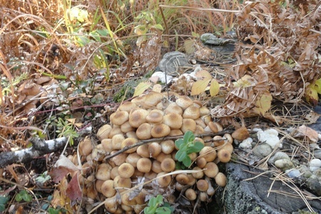 Маринованные грибы: шаг 1