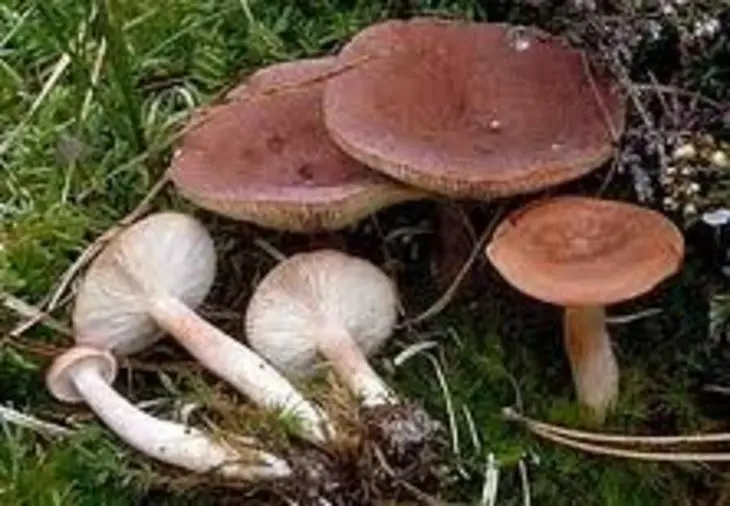 Горькушки – солёные и маринованные: шаг 1