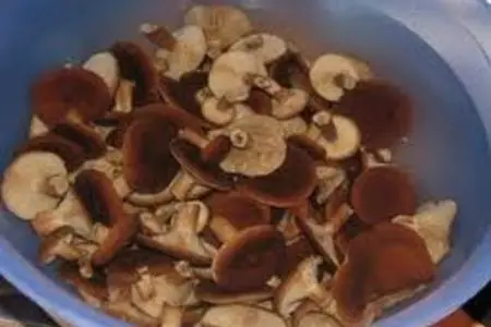 Горькушки – солёные и маринованные: шаг 2