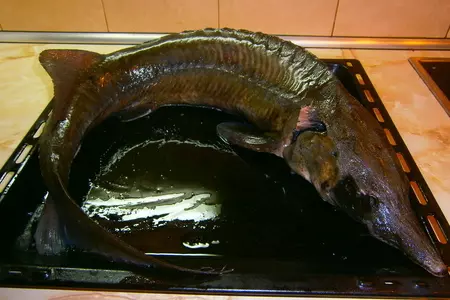 Царь рыба: шаг 10