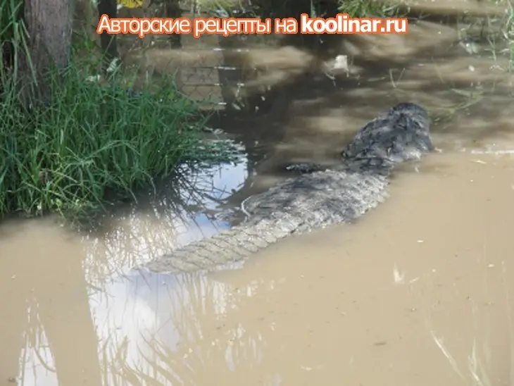 Острый, жареный крокодил гена: шаг 1