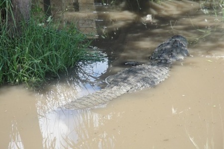 Острый,жареный крокодил "гена"  ! ! !: шаг 1