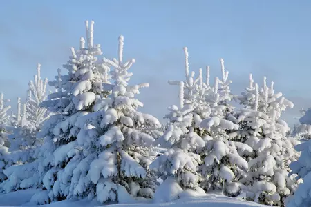Торт "елочка в снегу": шаг 12